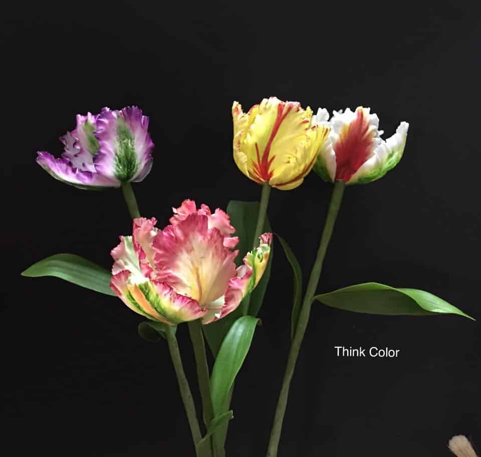 24- Tulip Flower