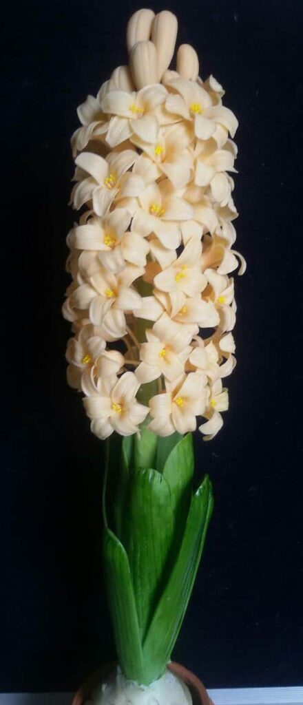 30- Hyacinth Flower