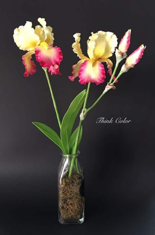 37- Cattleta Orchids