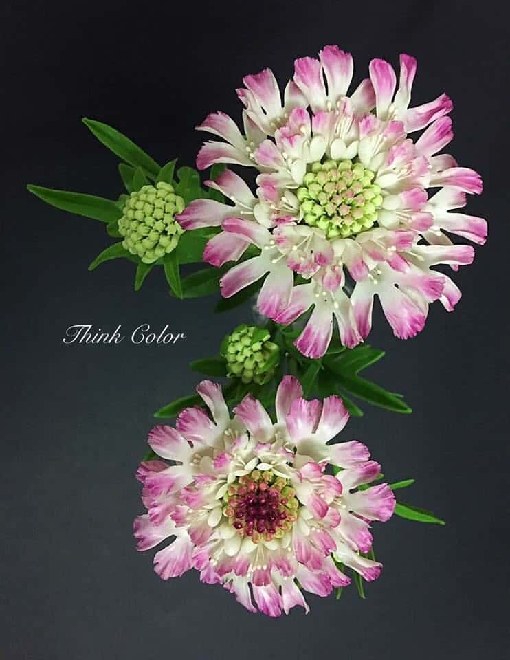 41- Thai Clay Flower